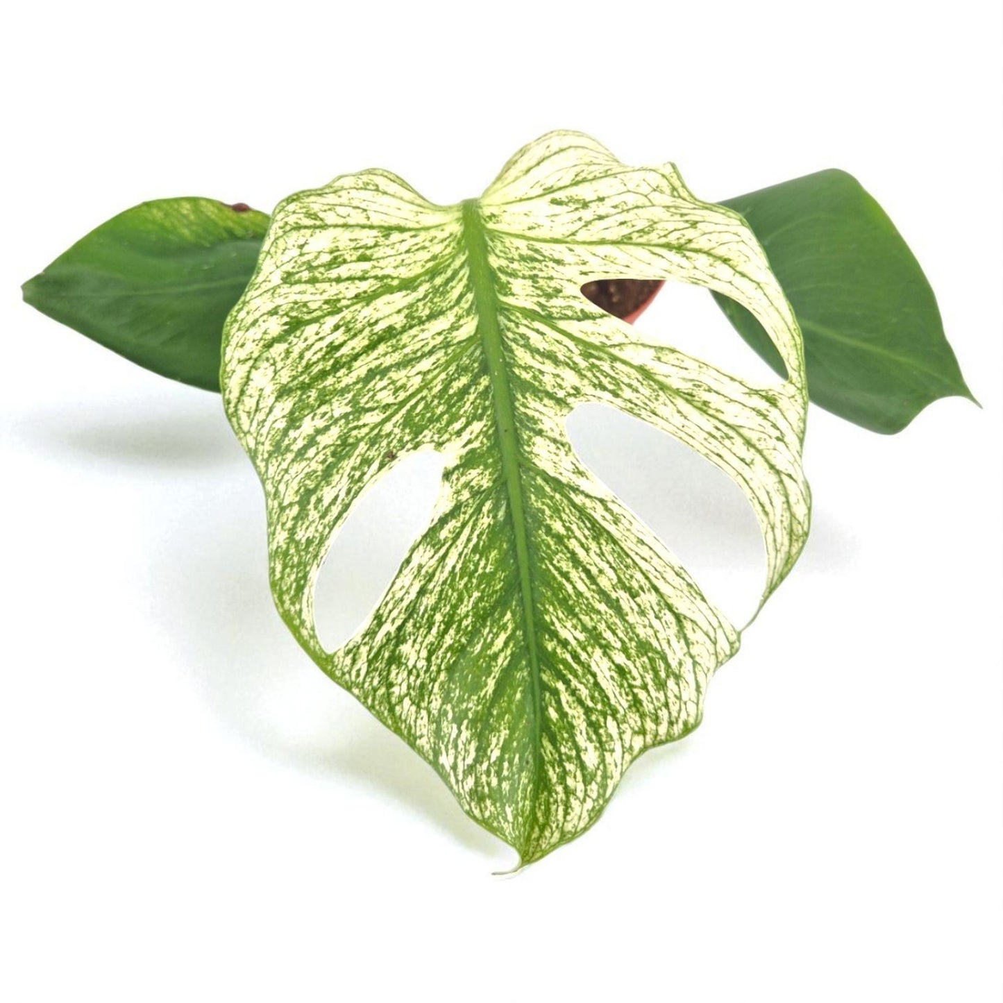 Monstera Devil Monster