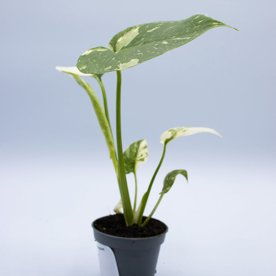 Monstera deliciosa 'Thai Constellation'