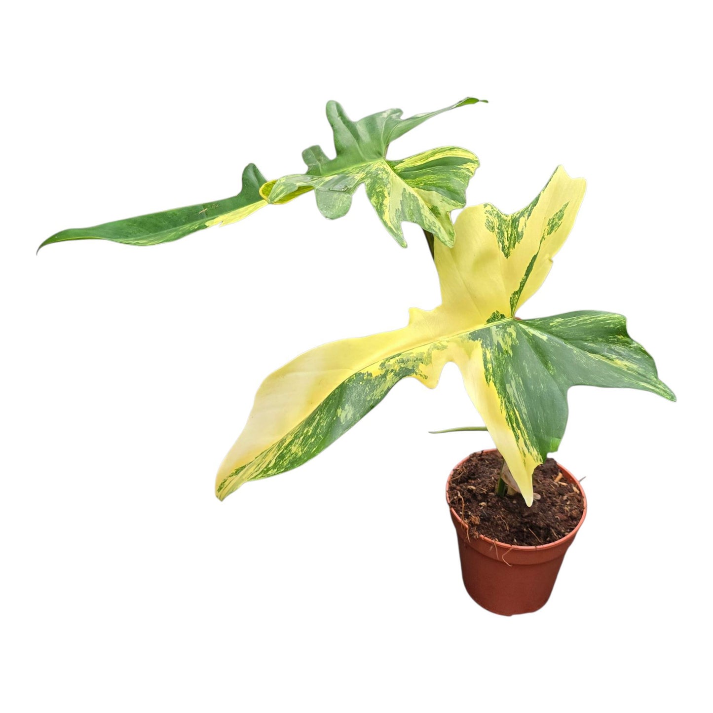 Philodendron Kitina