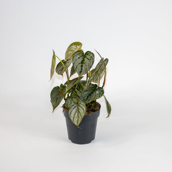 Philodendron Brandtianum Ø12cm H30cm