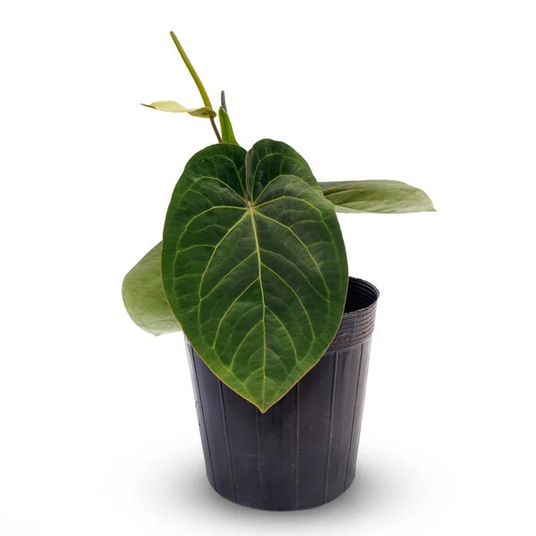 Anthurium Silver Bob