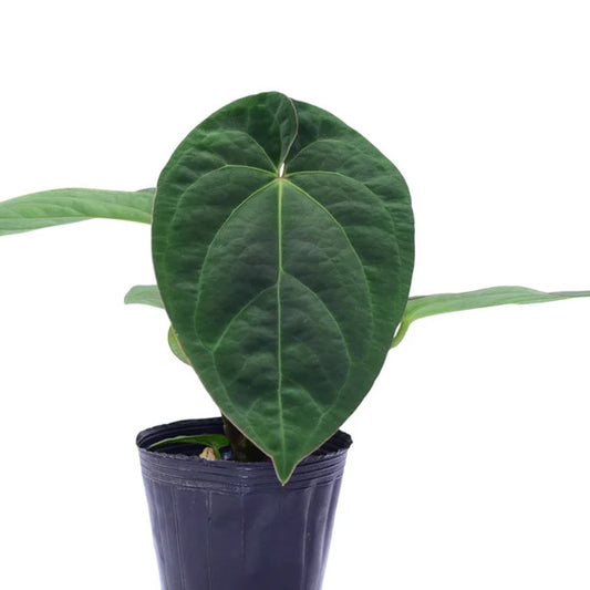 Anthurium Silver Bob