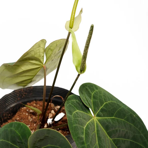Anthurium Silver Bob