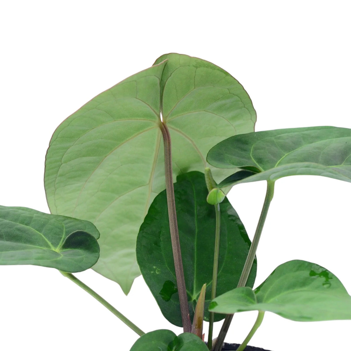 Anthurium Silver Bob