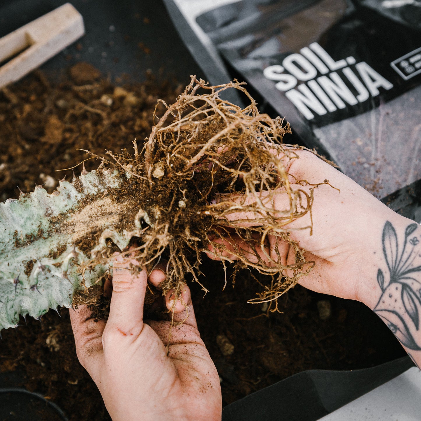 Cacti & Succulent Soil Mix