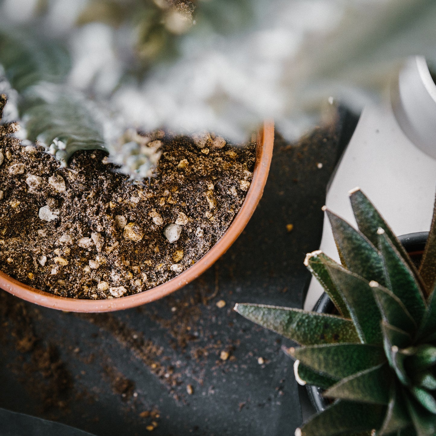 Cacti & Succulent Soil Mix