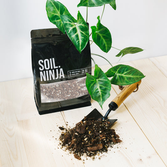 Premium Syngonium Blend