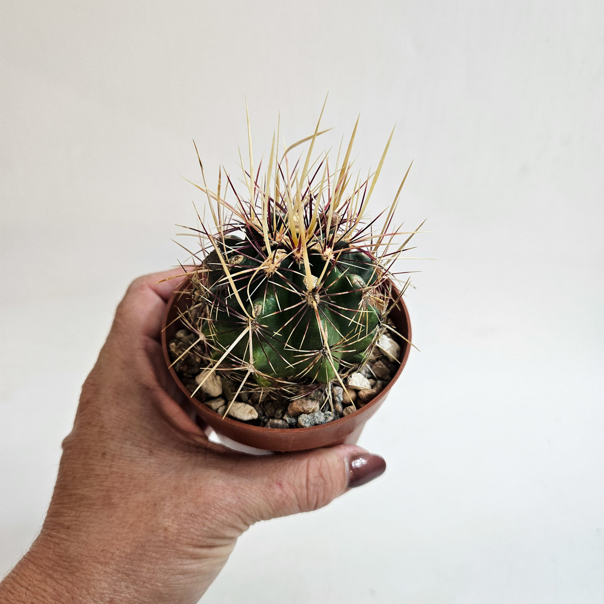 Thelocactus bicolor