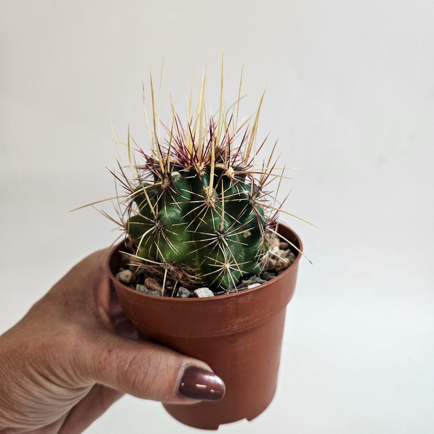 Thelocactus bicolor