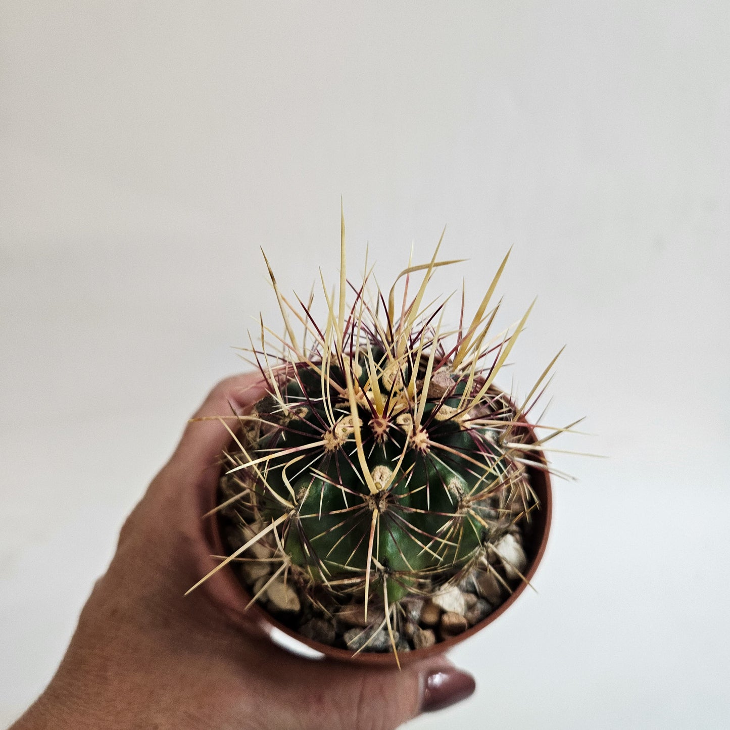 Thelocactus bicolor