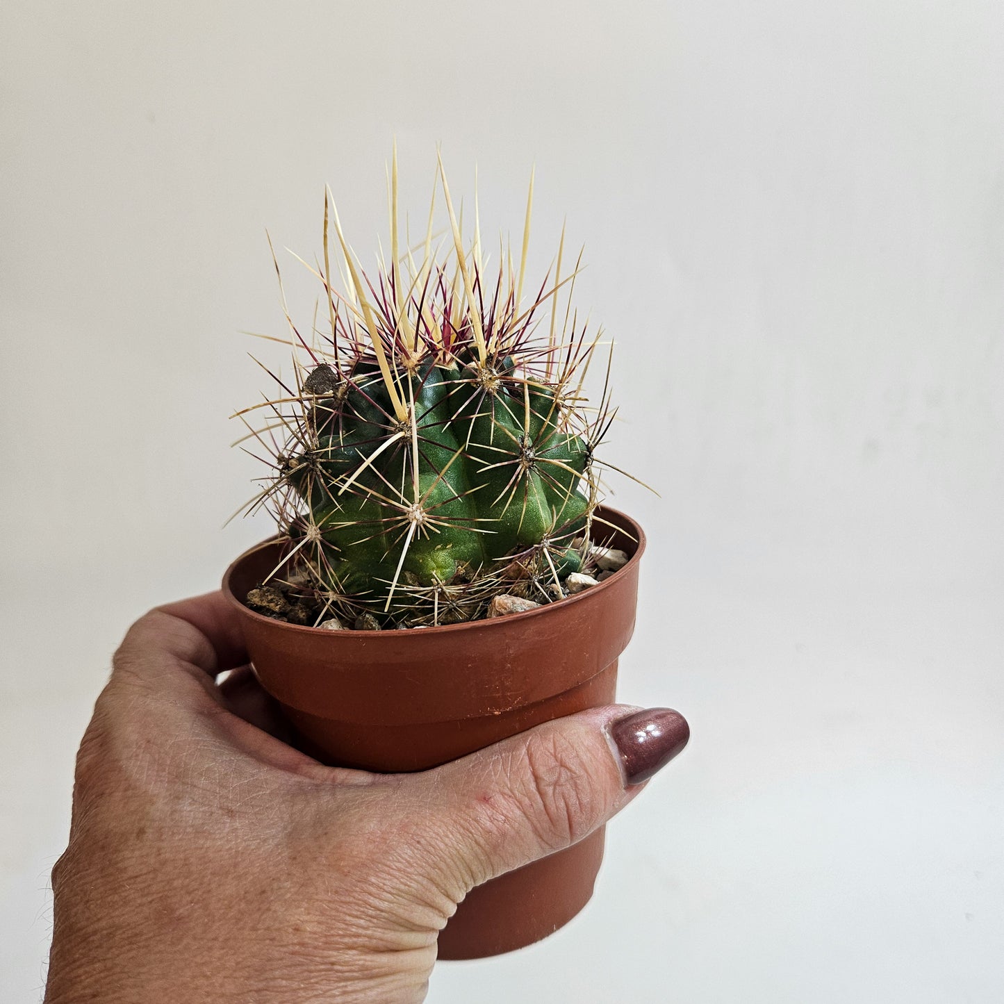 Thelocactus bicolor