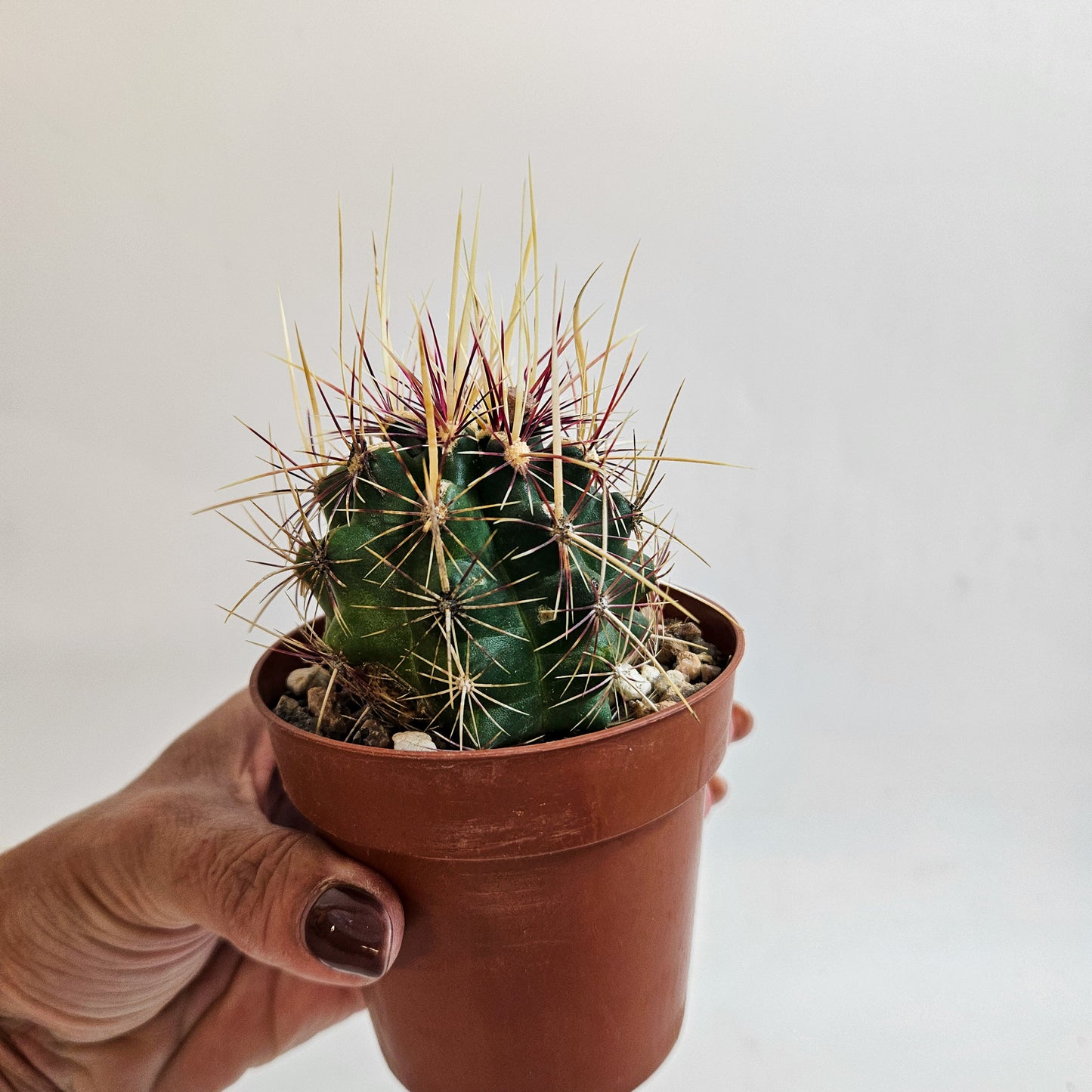 Thelocactus bicolor
