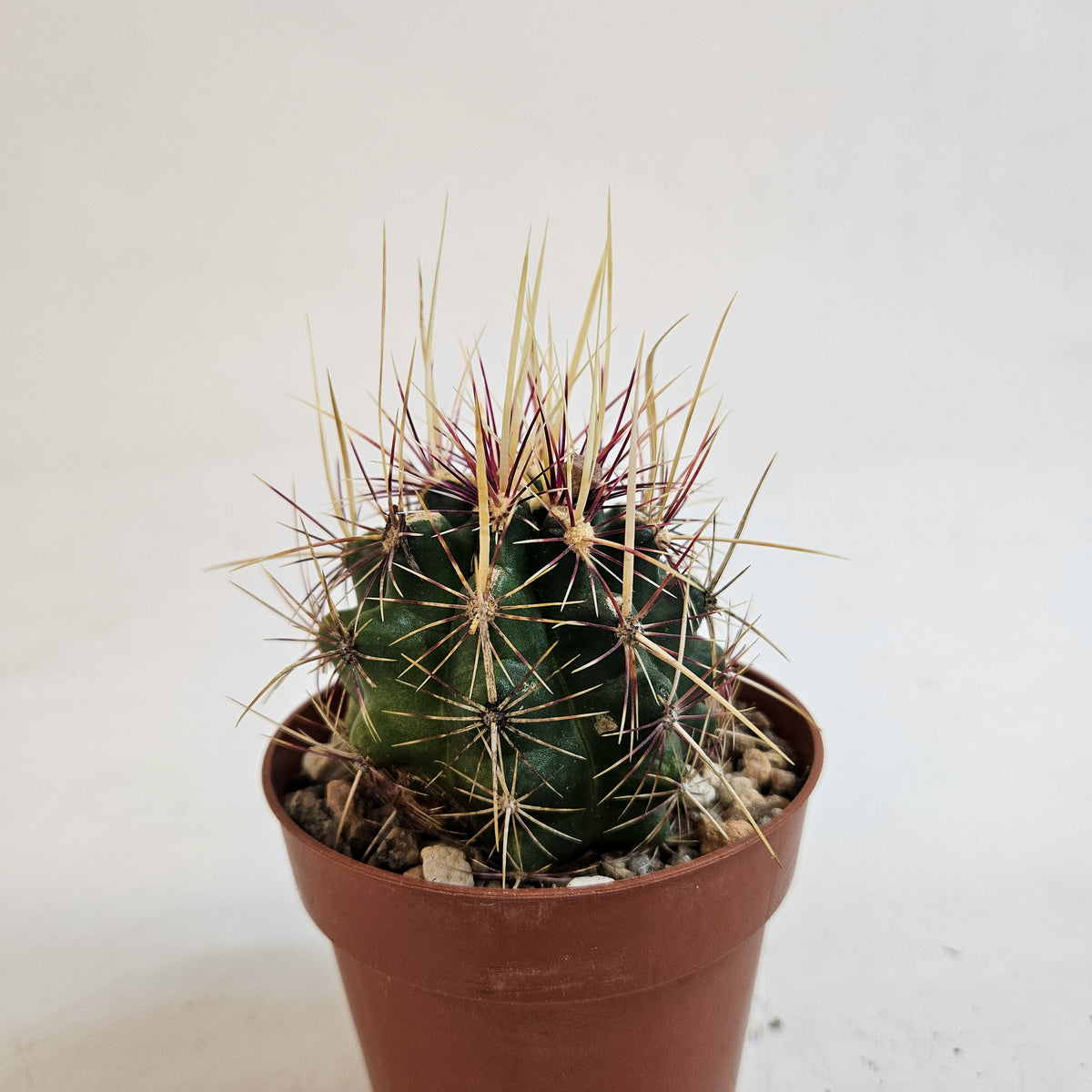 Thelocactus bicolor