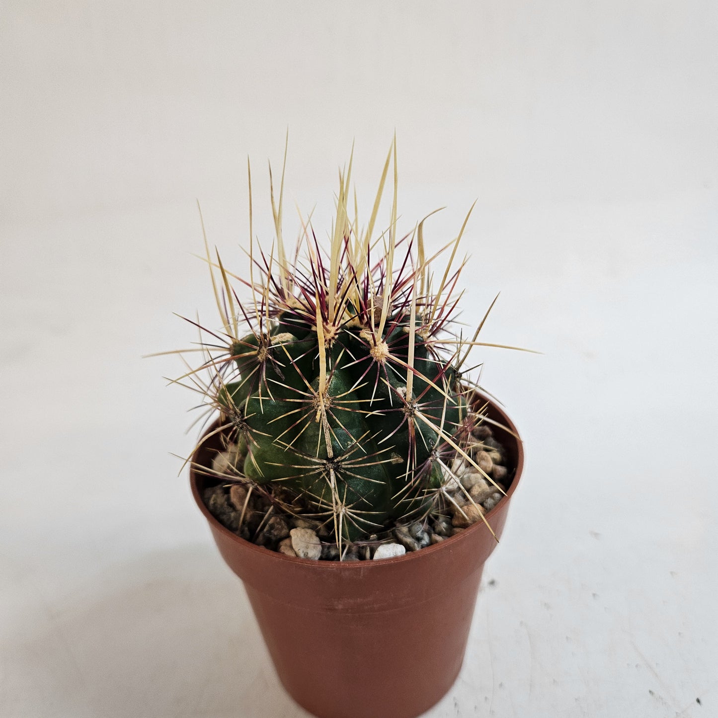 Thelocactus bicolor