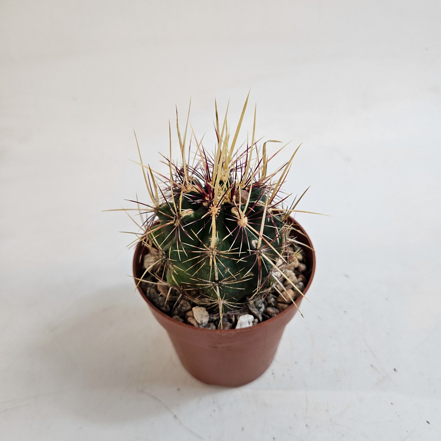 Thelocactus bicolor