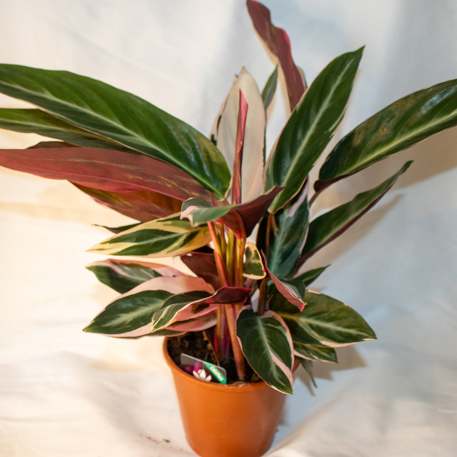 Stromanthe sanguinea 'Triostar'