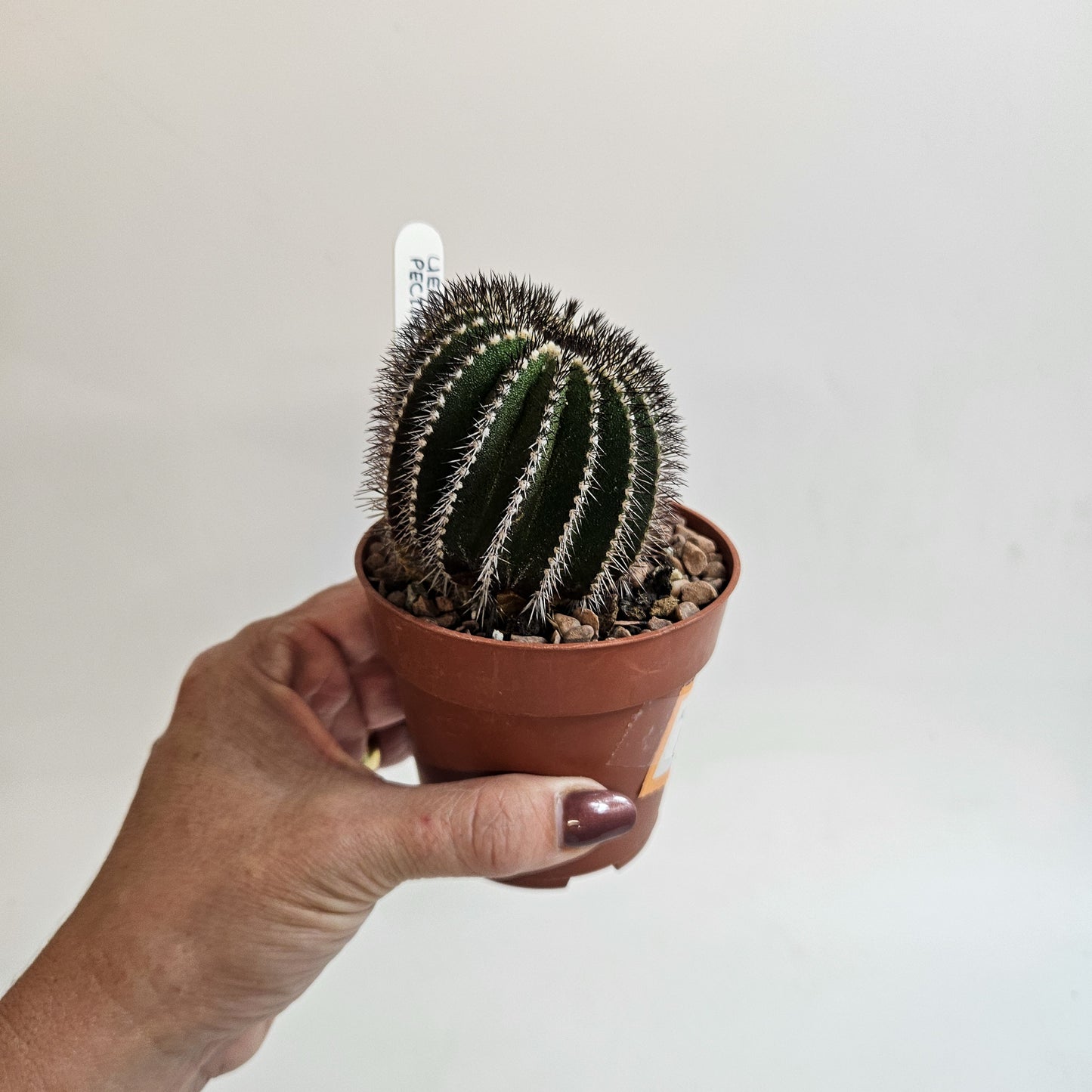 Uebelmannia pectinifera (Mature)