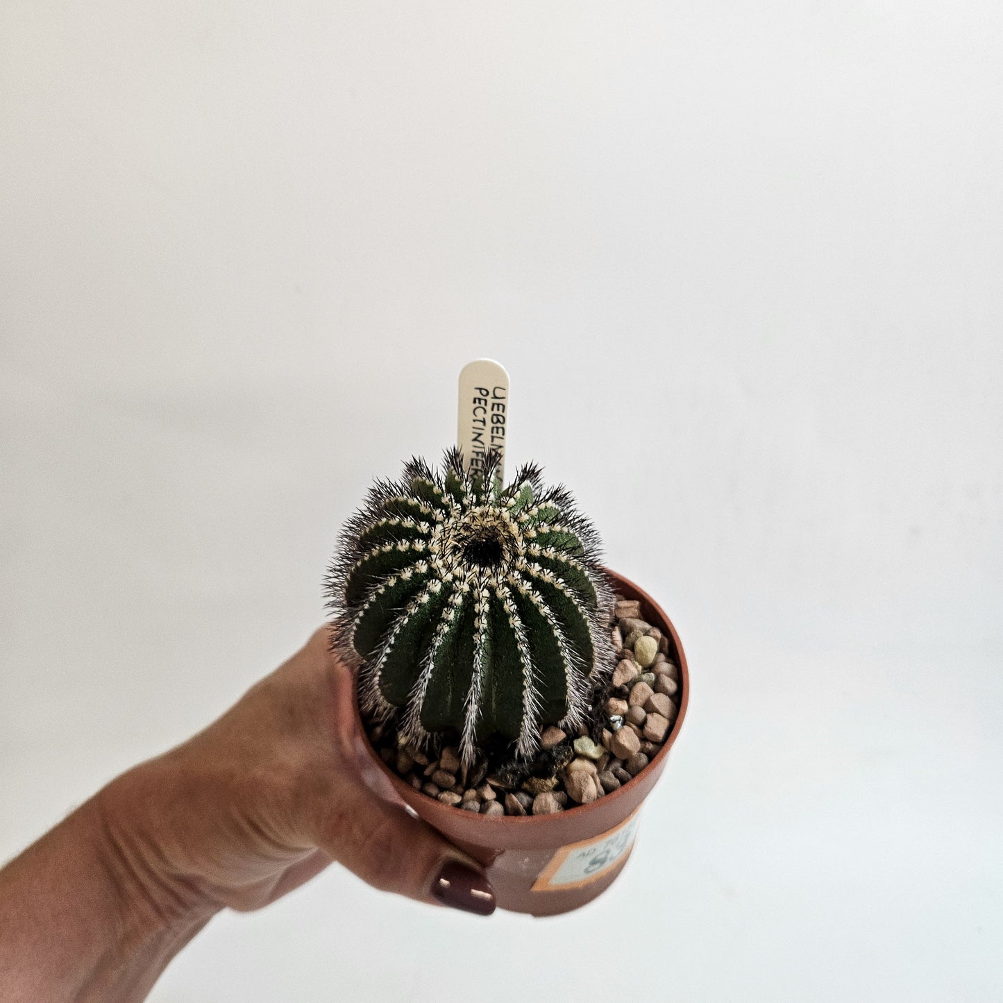 Uebelmannia pectinifera (Mature)