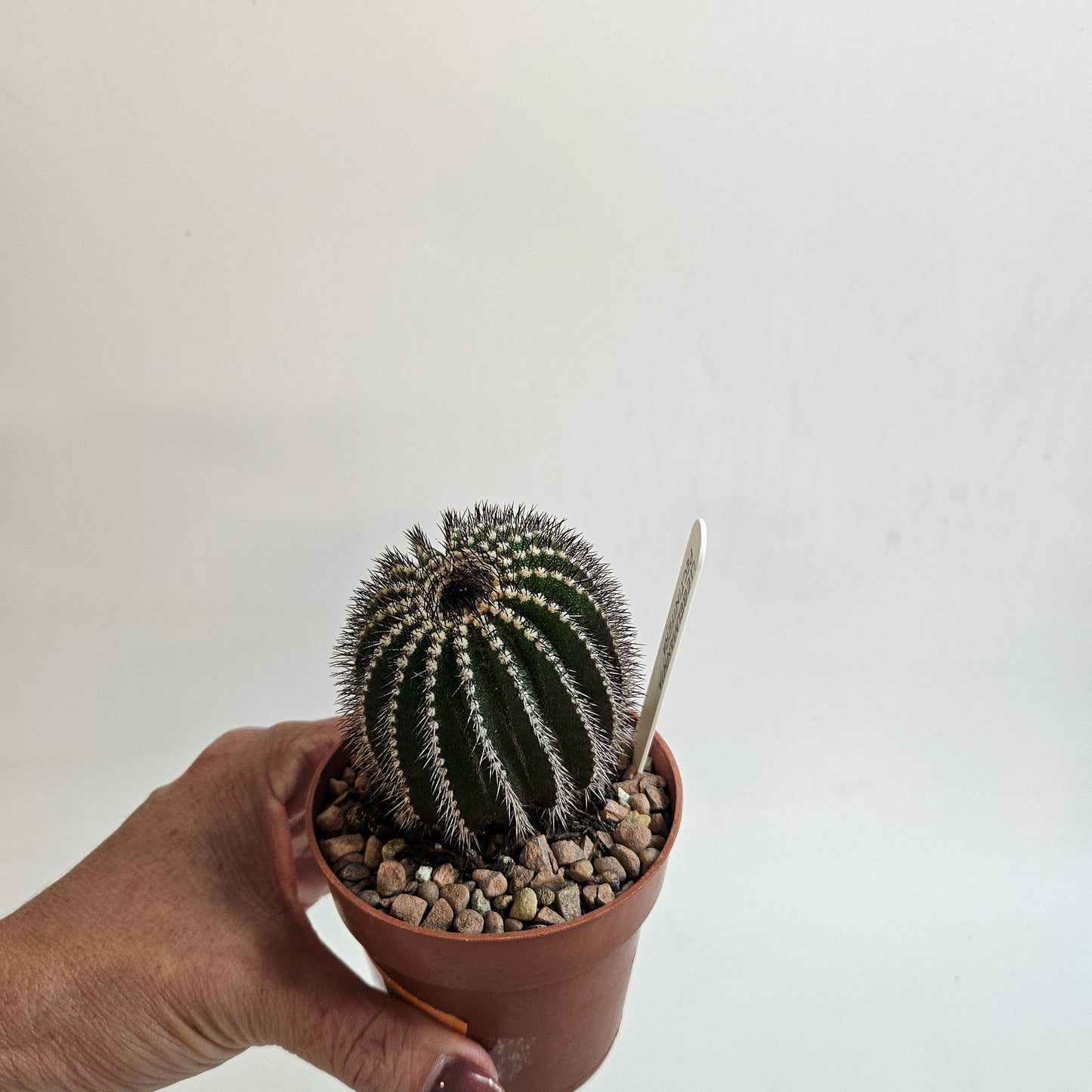 Uebelmannia pectinifera (Mature)
