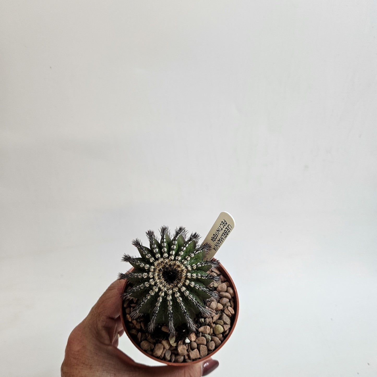 Uebelmannia pectinifera (Mature)