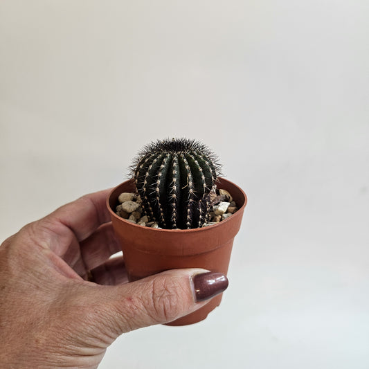 Uebelmannia pectinifera