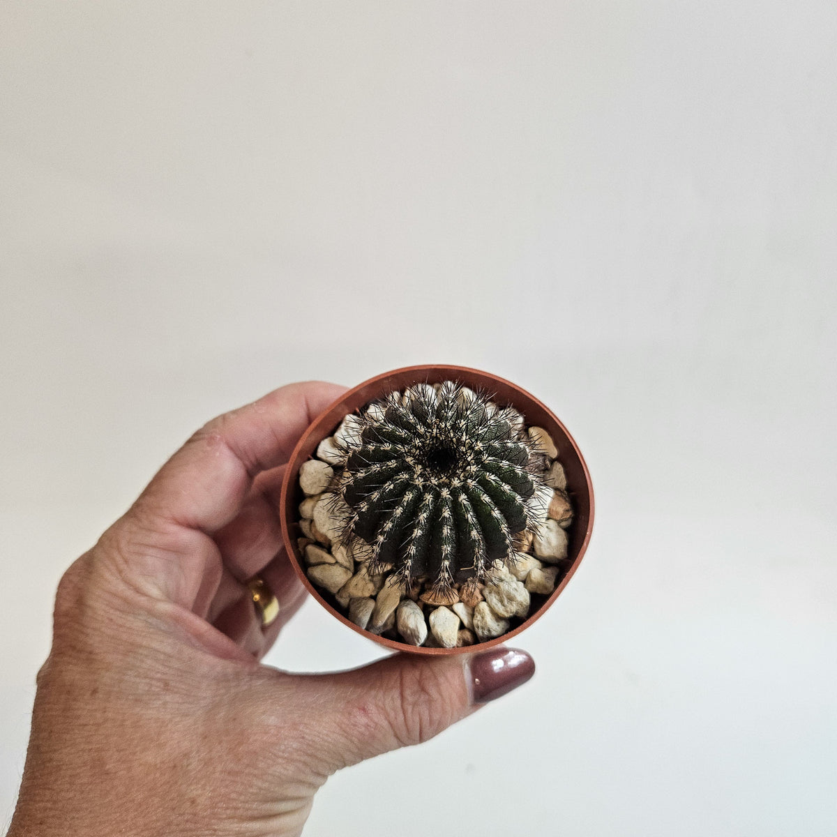 Uebelmannia pectinifera