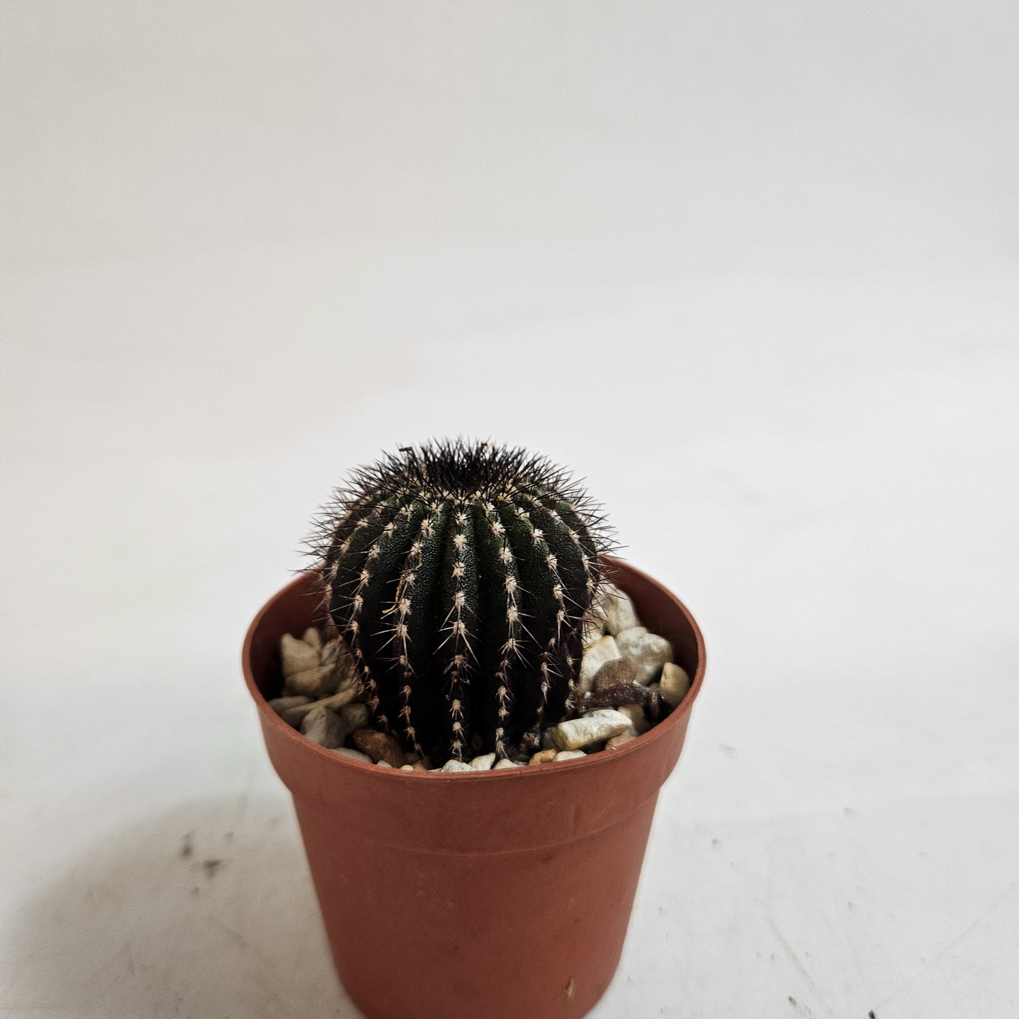 Uebelmannia pectinifera