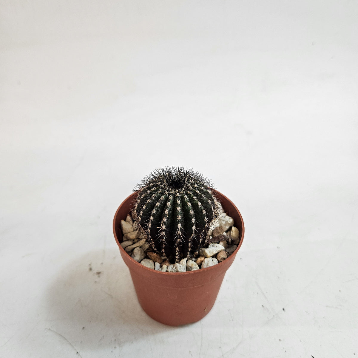 Uebelmannia pectinifera