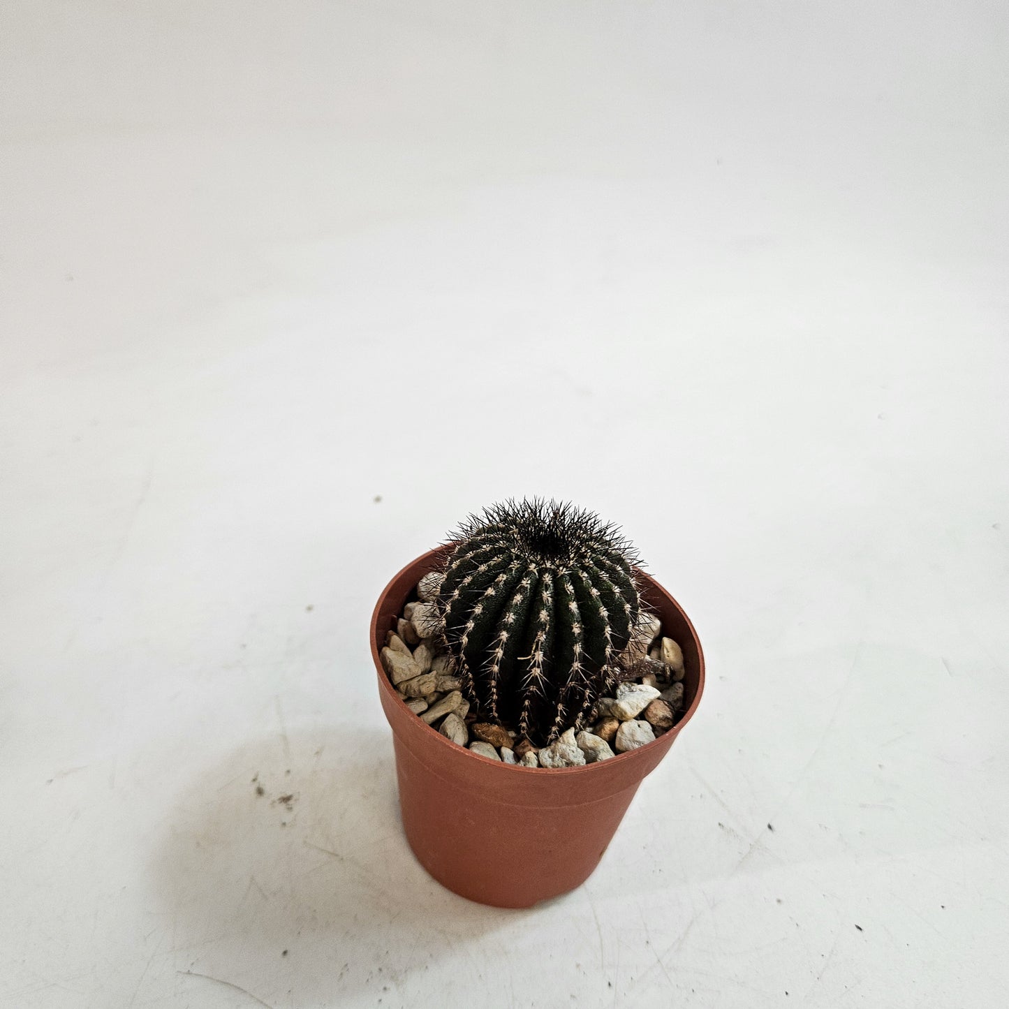 Uebelmannia pectinifera
