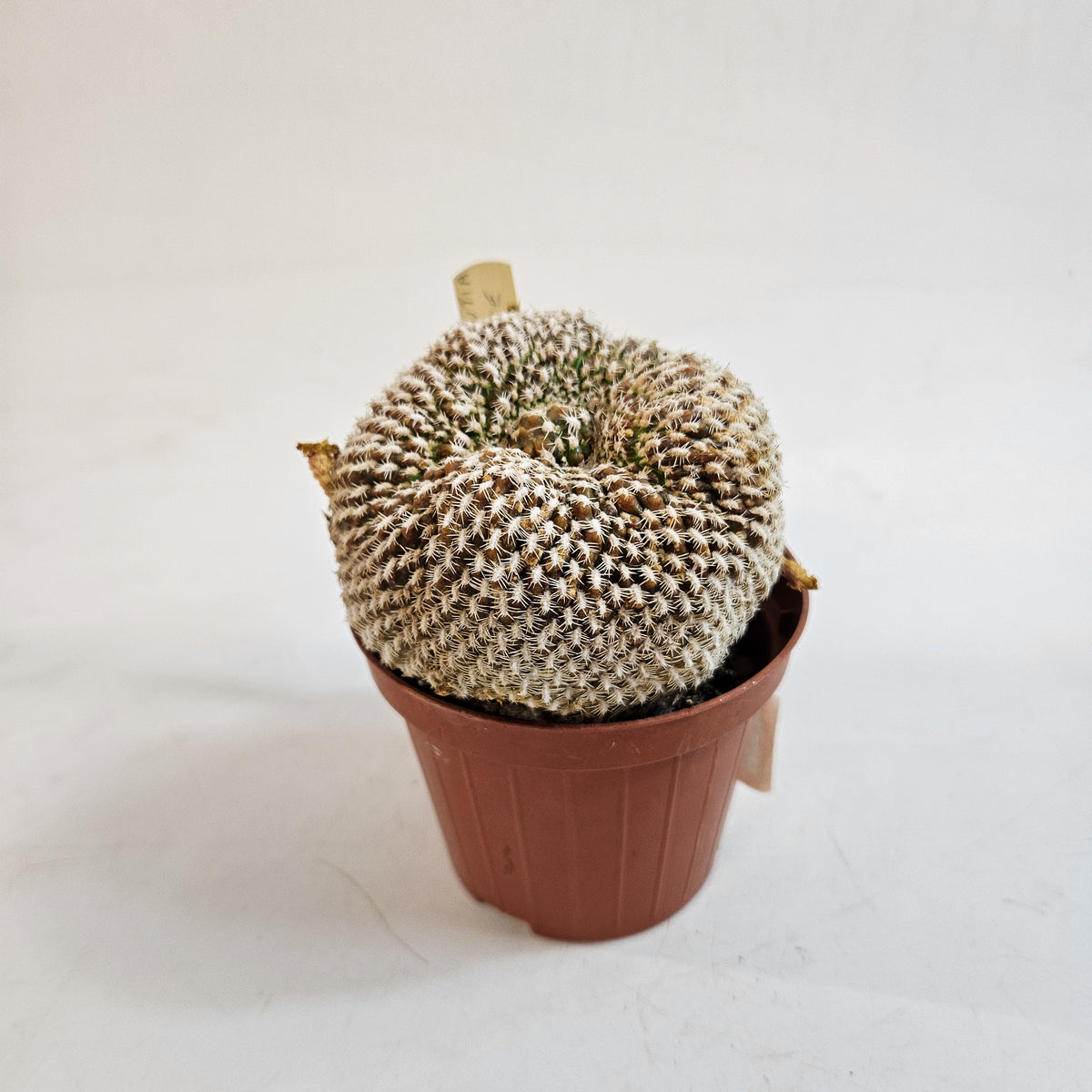 Weingartia arenacea (Sulcorebutia arenace)
