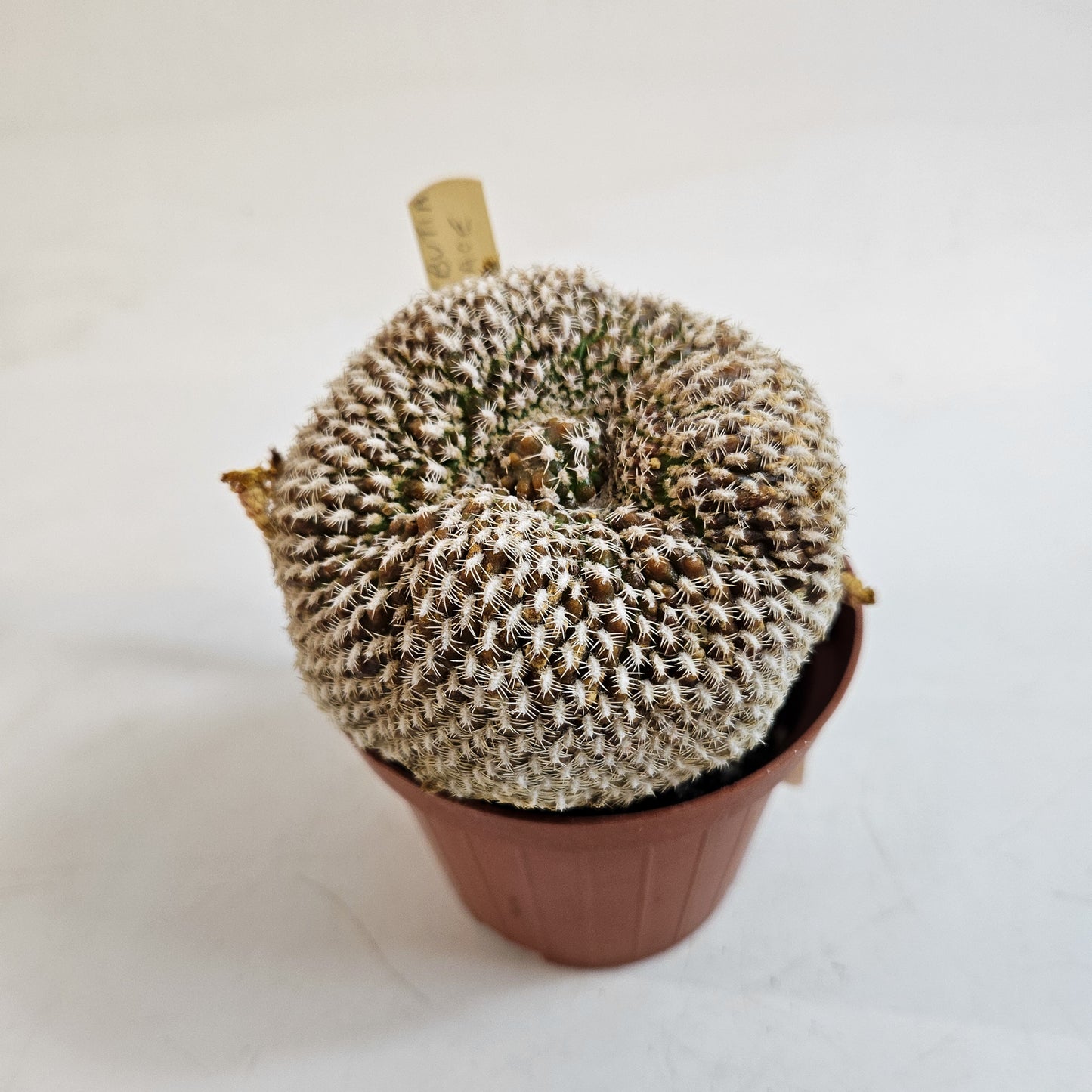Weingartia arenacea (Sulcorebutia arenace)