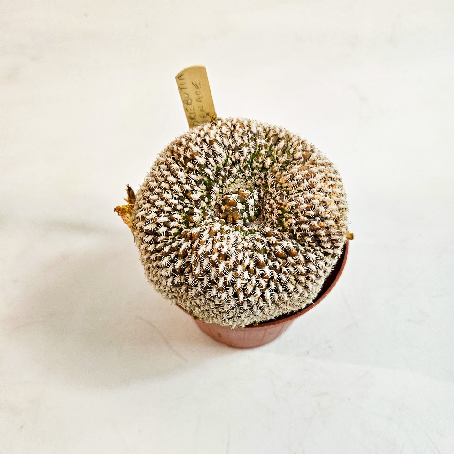 Weingartia arenacea (Sulcorebutia arenace)