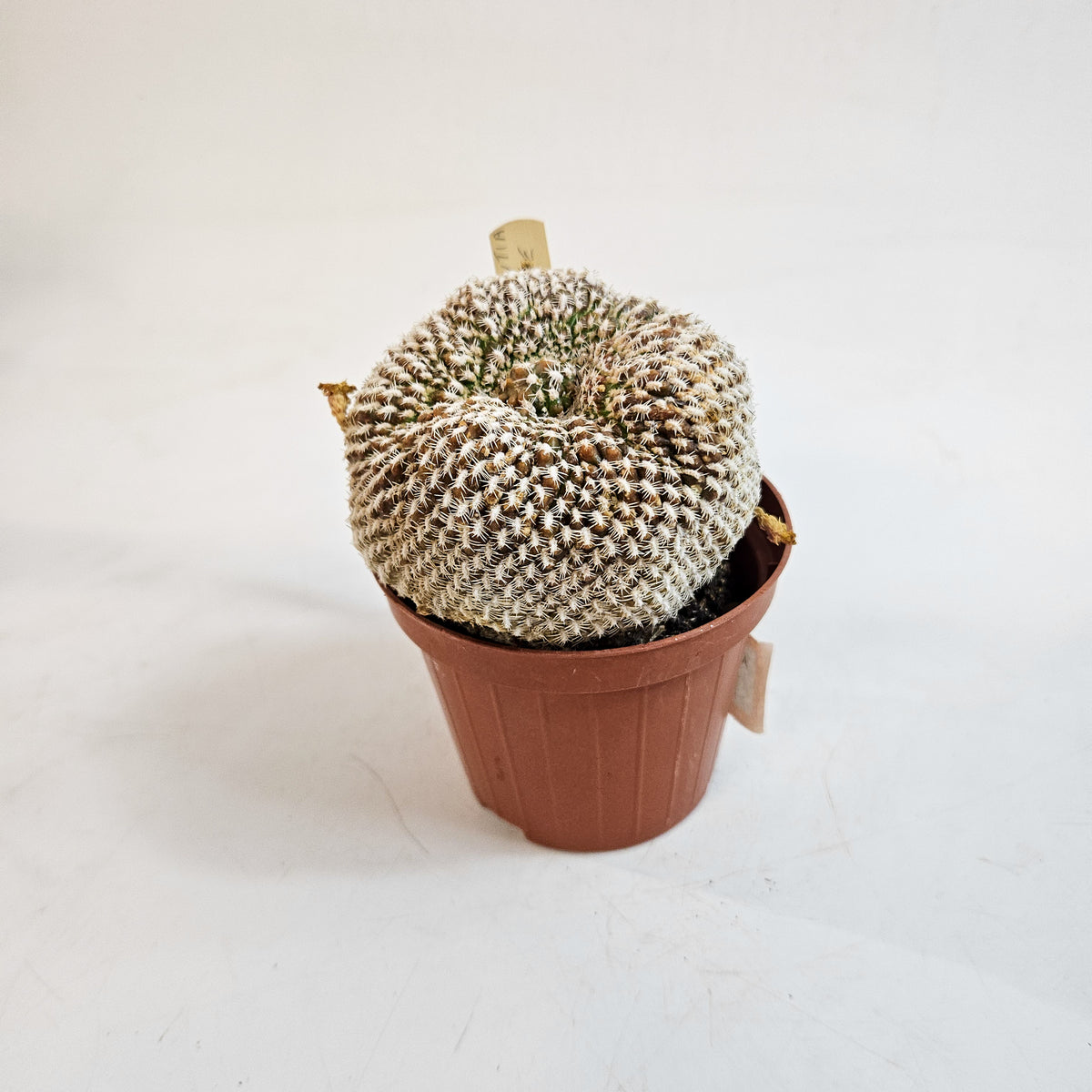 Weingartia arenacea (Sulcorebutia arenace)