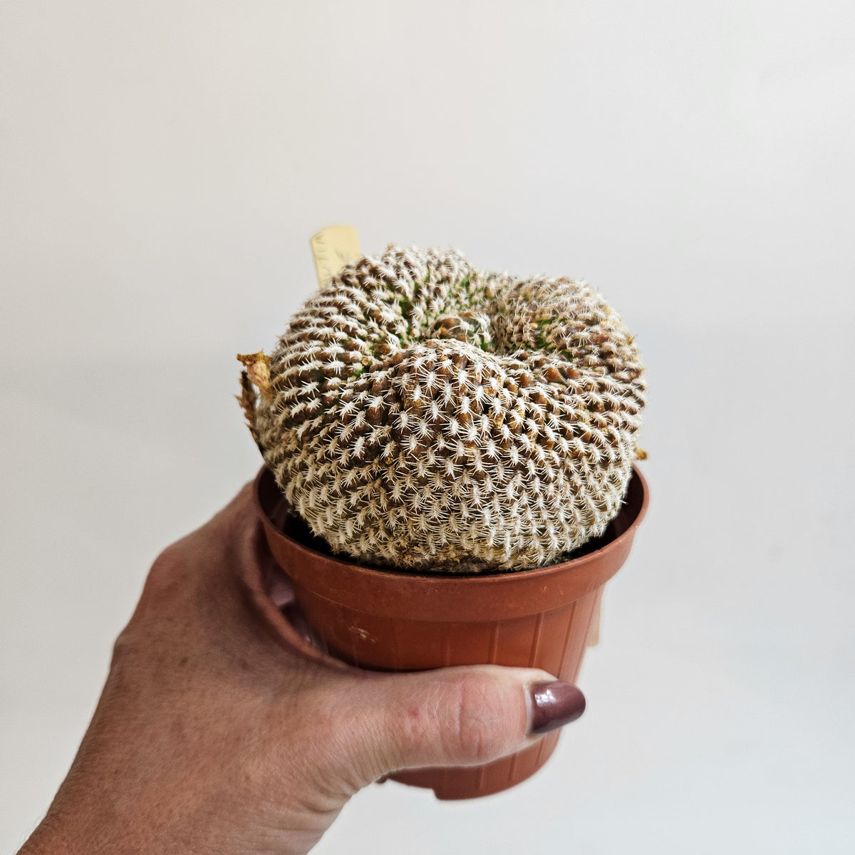 Weingartia arenacea (Sulcorebutia arenace)