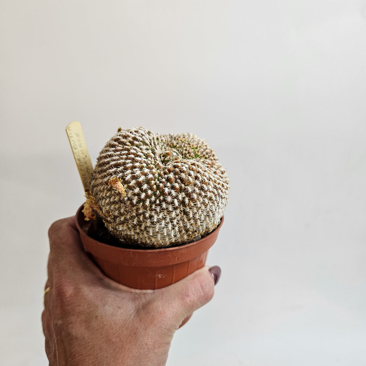Weingartia arenacea (Sulcorebutia arenace)