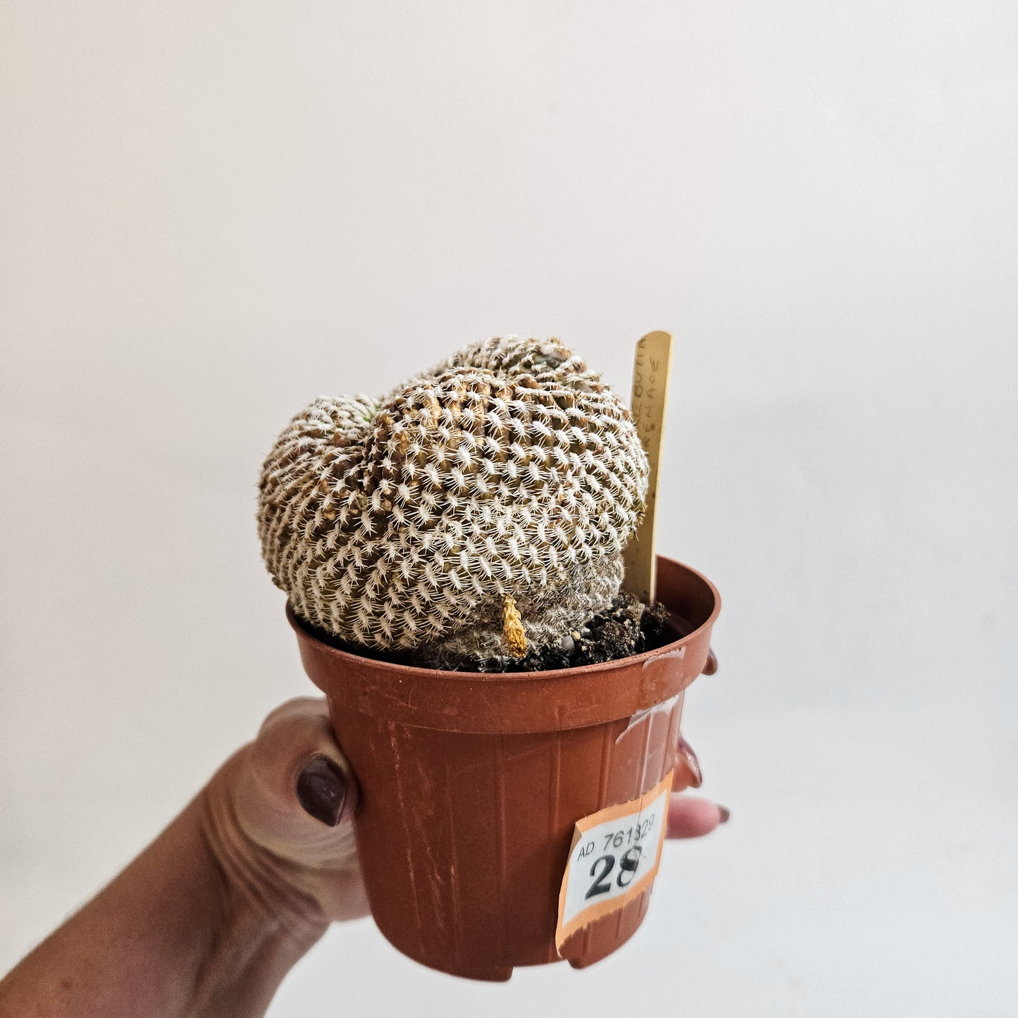 Weingartia arenacea (Sulcorebutia arenace)