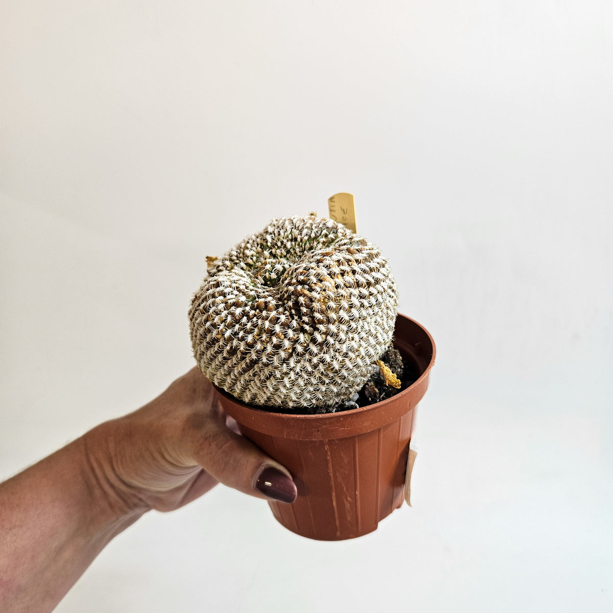 Weingartia arenacea (Sulcorebutia arenace)