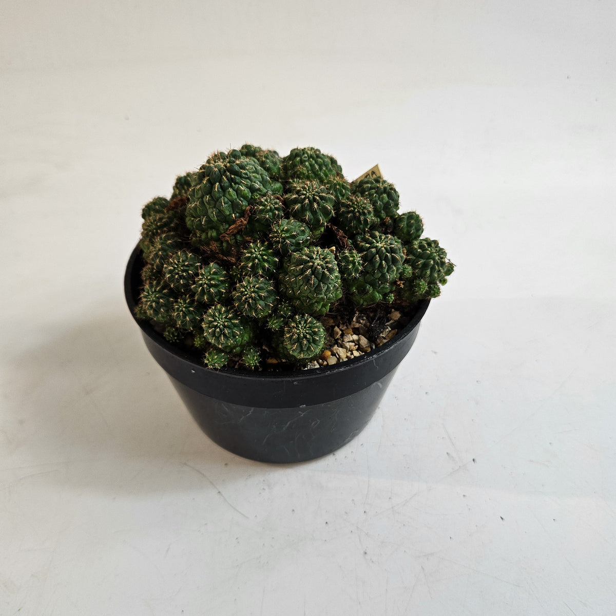 Weingartia steinbachii – Mature Multi-Headed Specimen