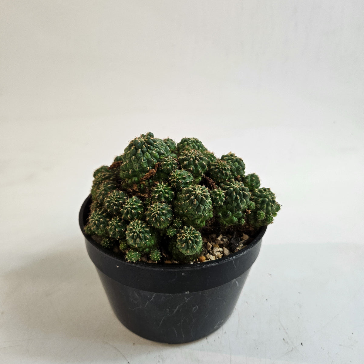 Weingartia steinbachii – Mature Multi-Headed Specimen