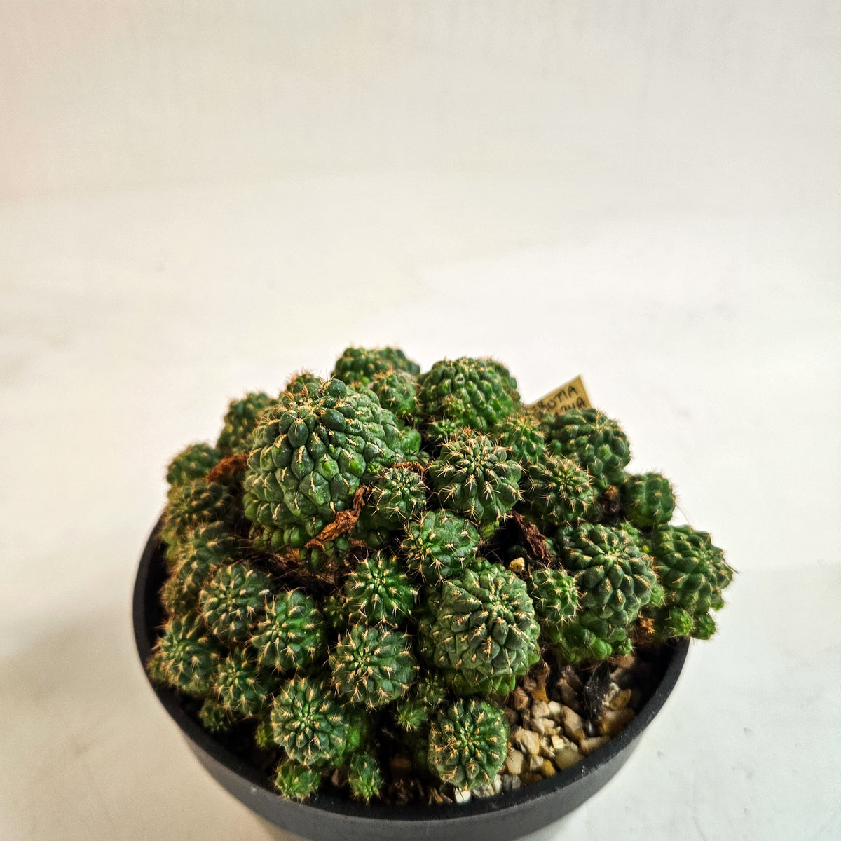 Weingartia steinbachii – Mature Multi-Headed Specimen