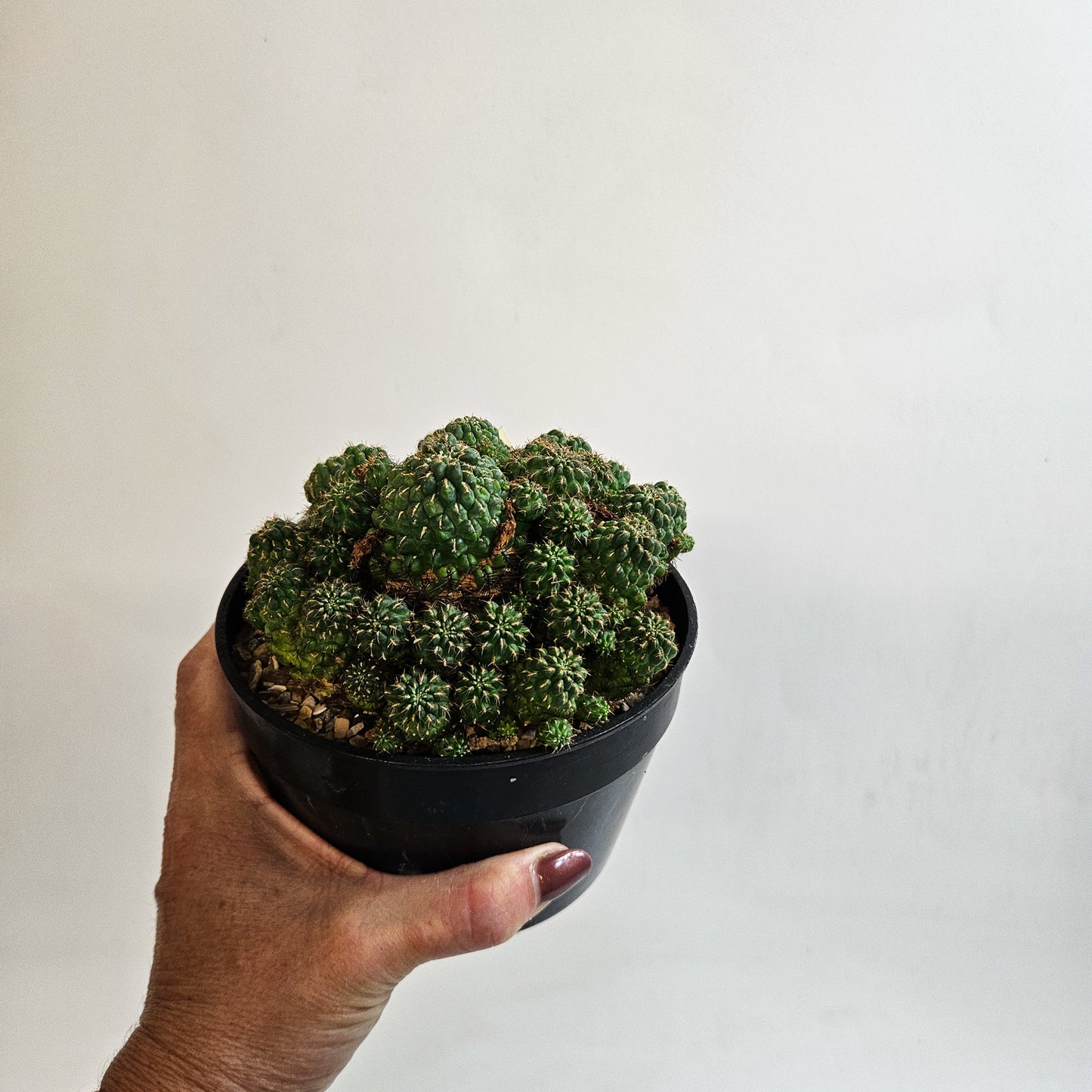 Weingartia steinbachii – Mature Multi-Headed Specimen