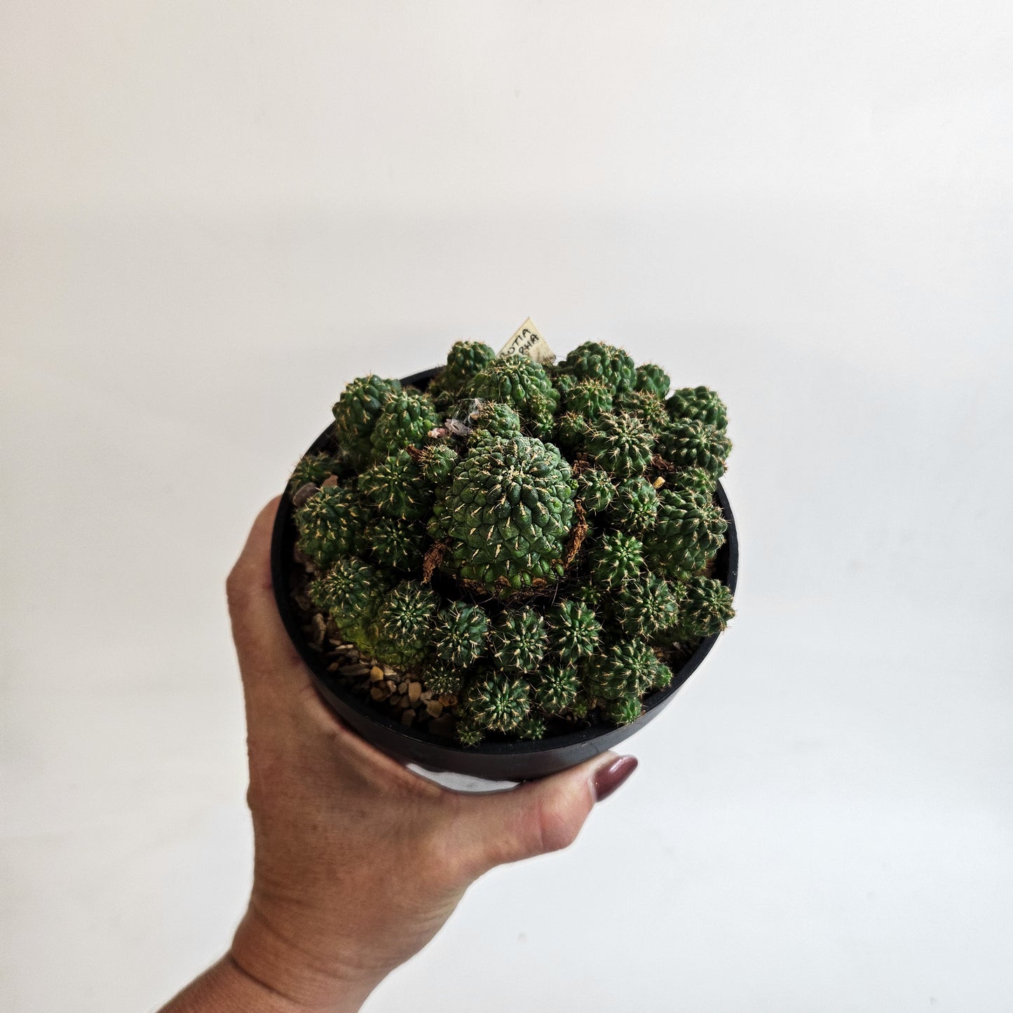 Weingartia steinbachii – Mature Multi-Headed Specimen
