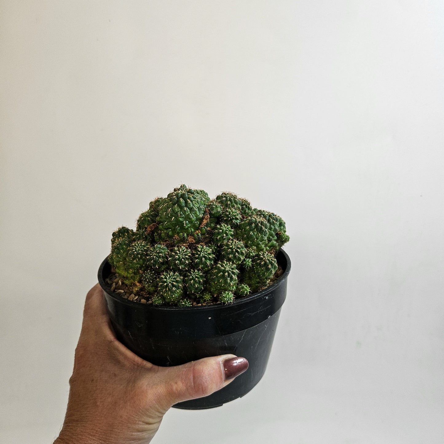 Weingartia steinbachii – Mature Multi-Headed Specimen