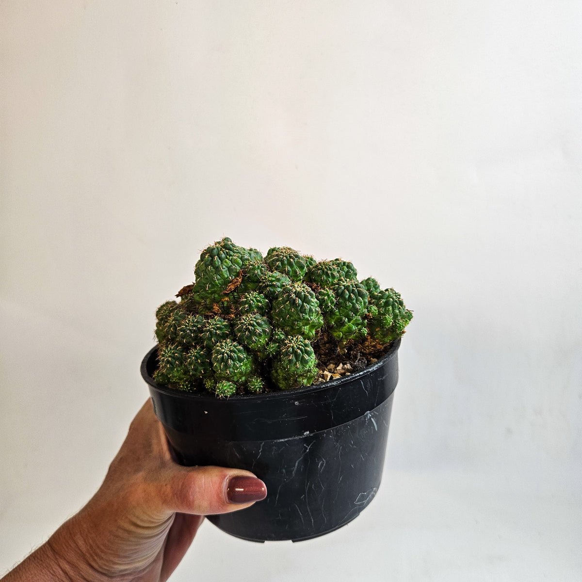 Weingartia steinbachii – Mature Multi-Headed Specimen