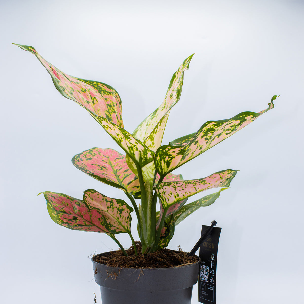 Aglaonema 'Crimson Love'