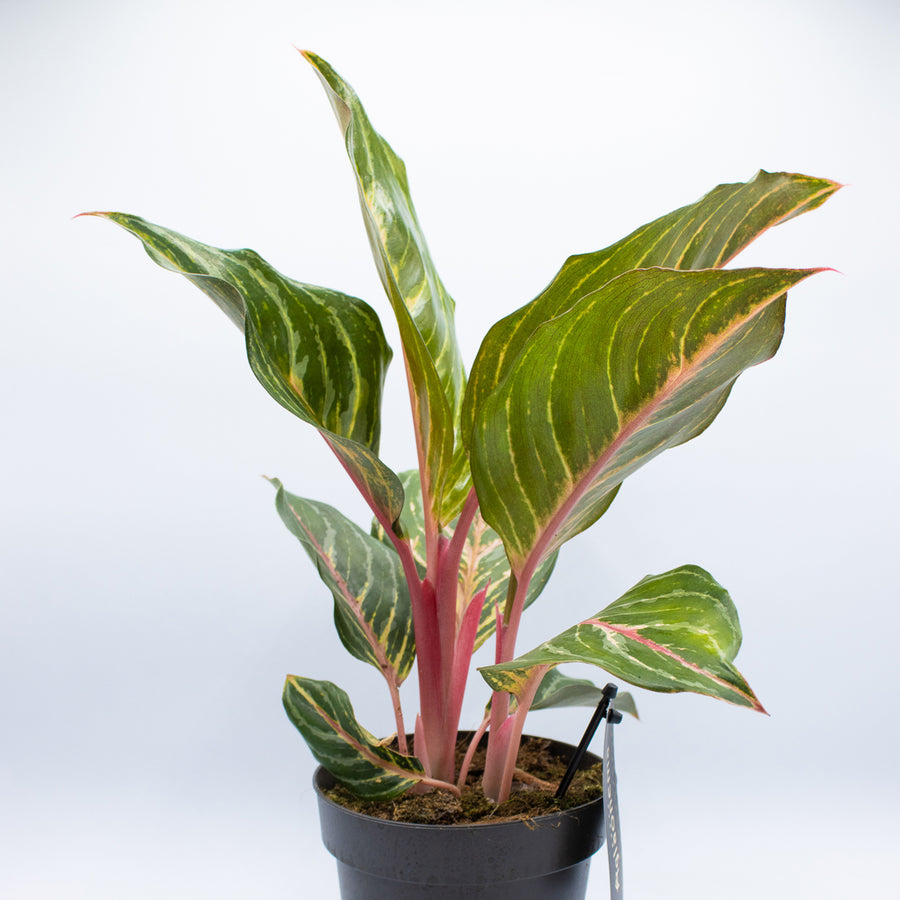 Aglaonema 'Dreamcatcher'