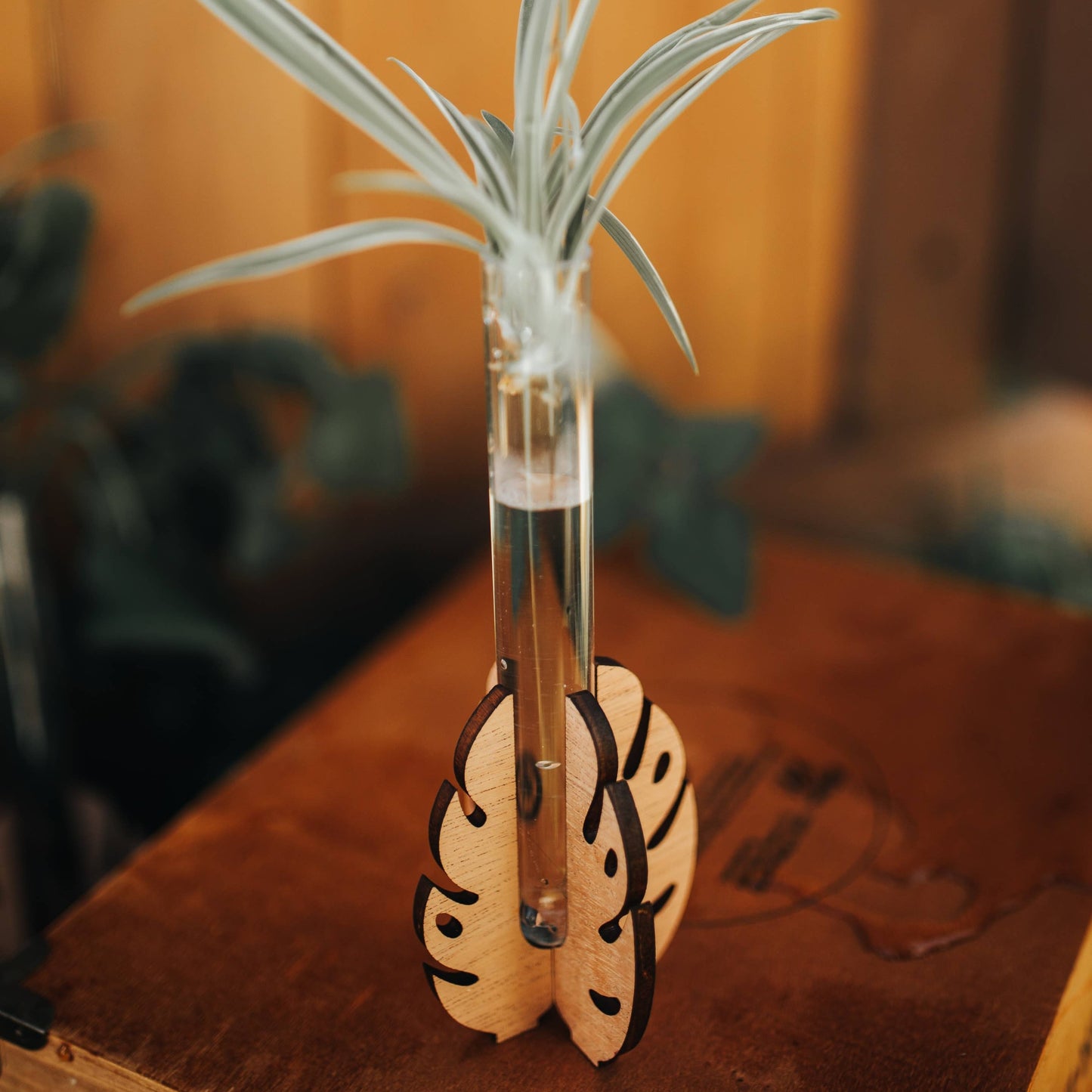 Monstera Tabletop Propagation Station