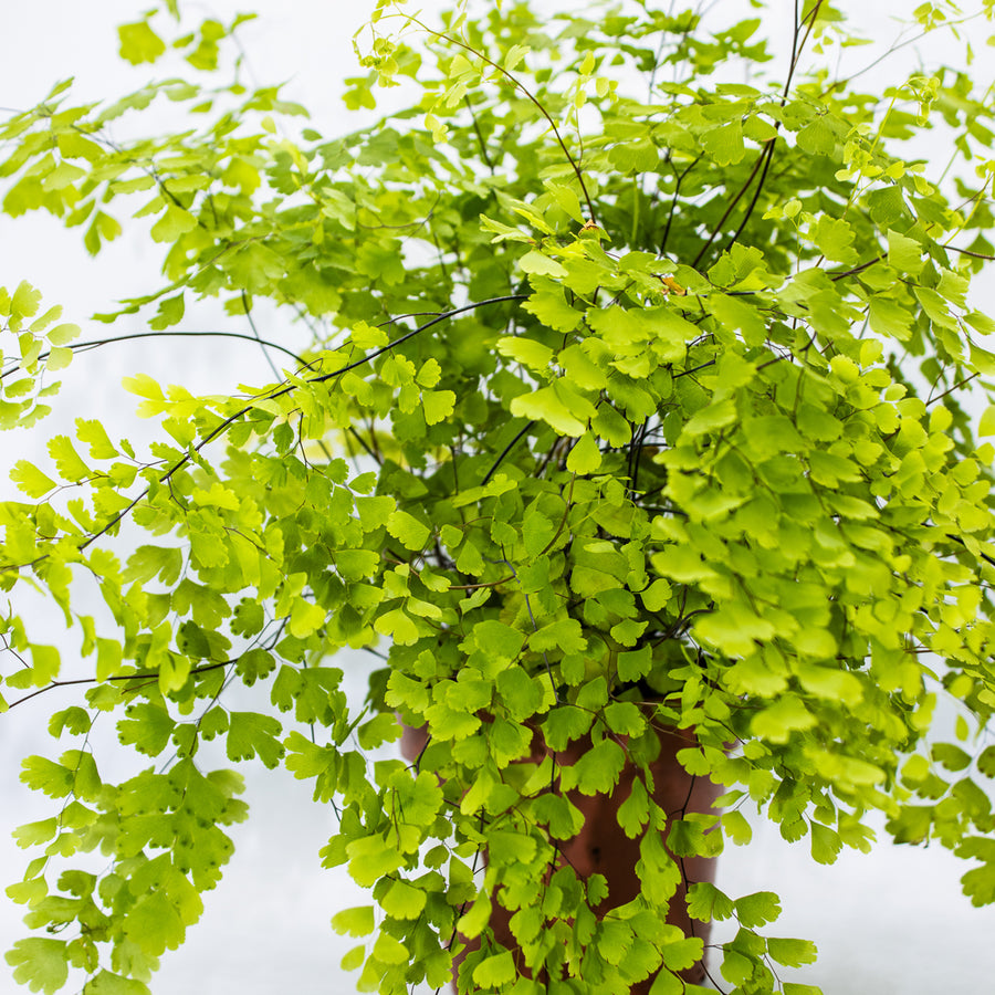 Adiantum fragrans