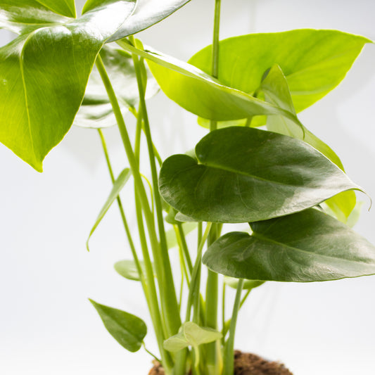 Monstera deliciosa 17cm H55cm