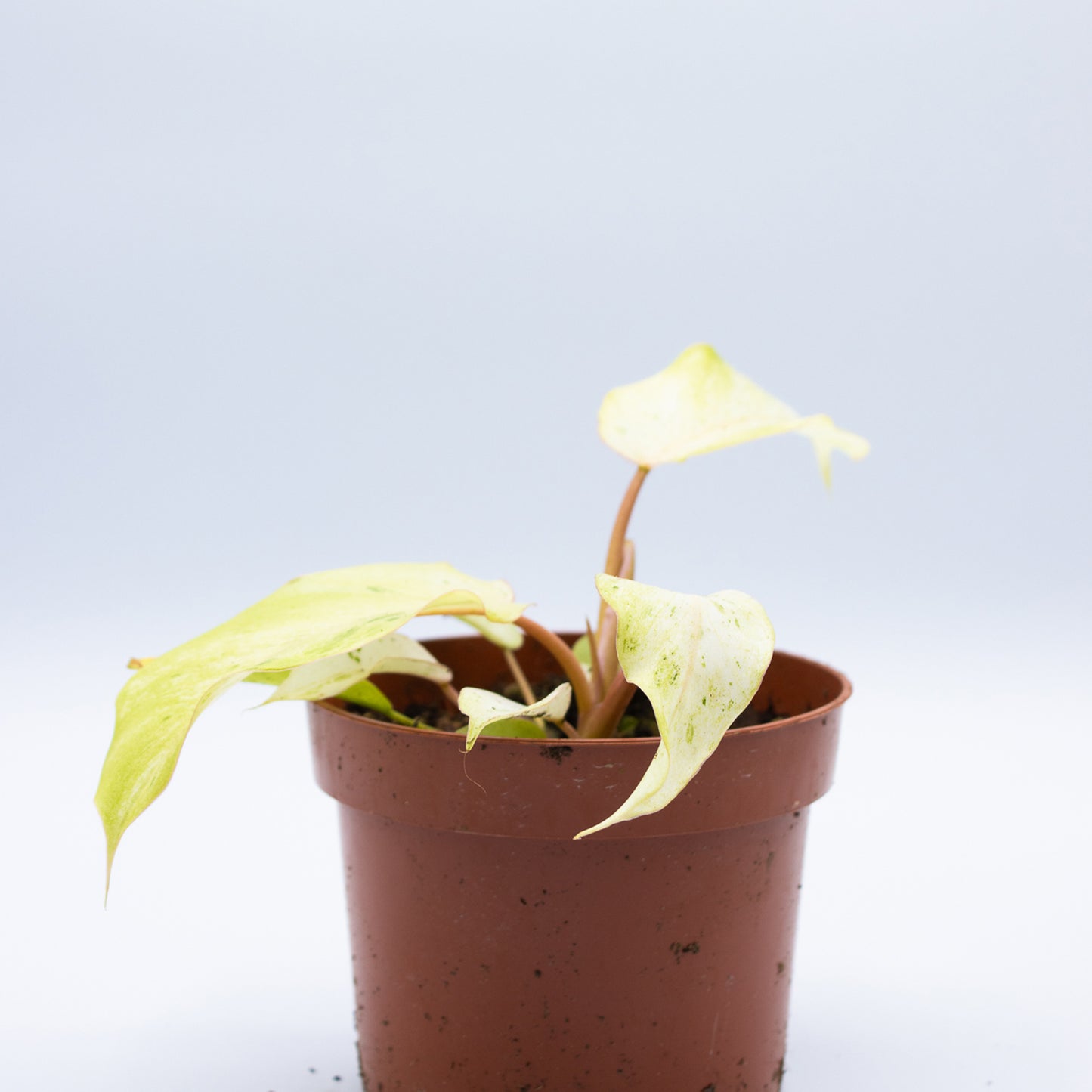 Philodendron 'Snowdrift' 10.5cm 20cm